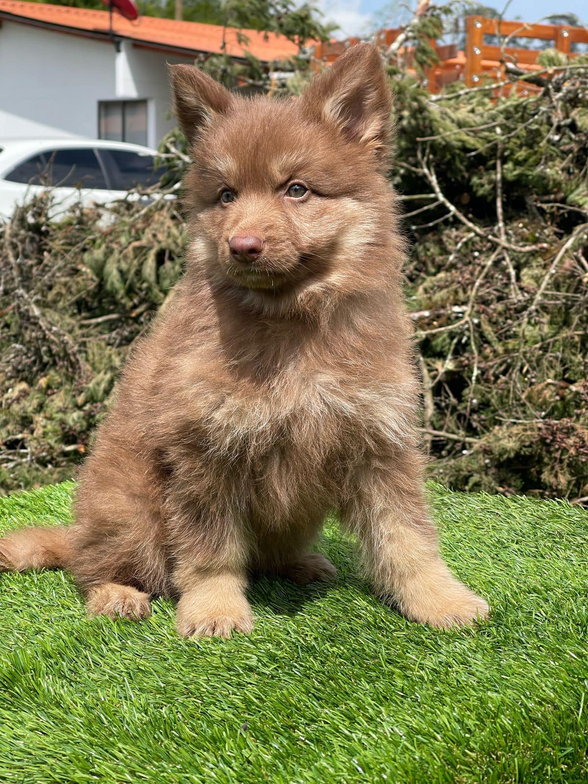 CACHORRO PASTOR ALEMAN CHOCOLATE