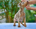 CACHORRO DOBERMAN ISABELLA MERLE