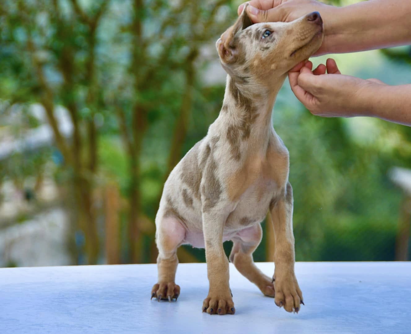CACHORRO DOBERMAN ISABELLA MERLE