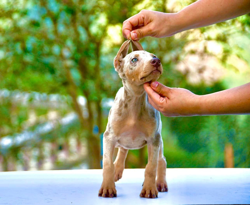 CACHORRO DOBERMAN ISABELLA MERLE