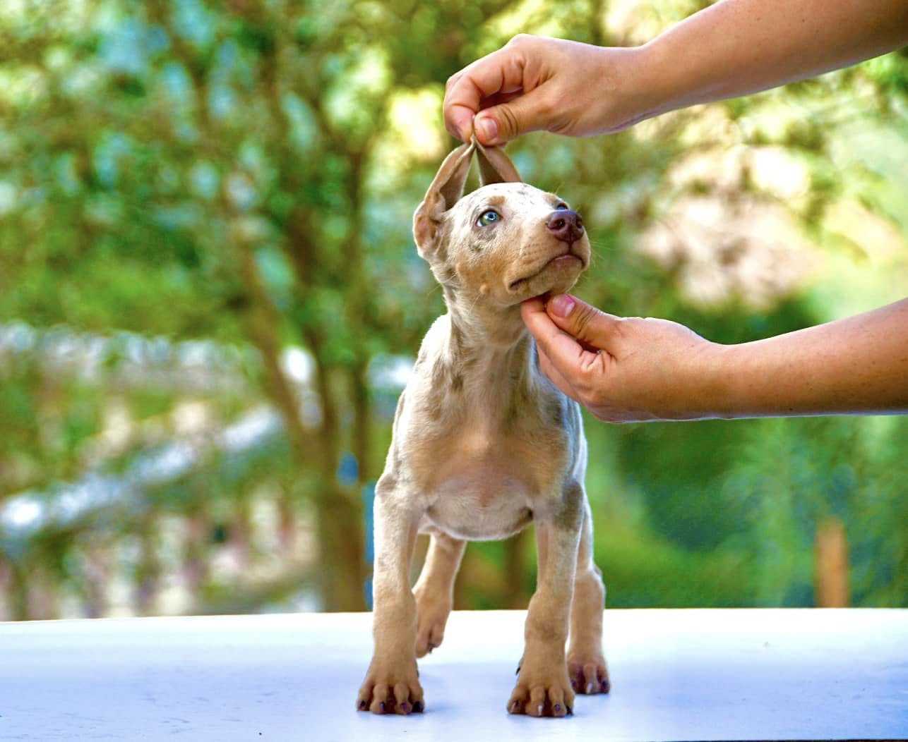 CACHORRO DOBERMAN ISABELLA MERLE