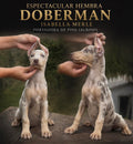 hembra doberman merle