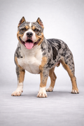AMERICAN BULLY