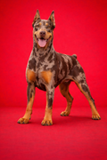 DOBERMAN MERLE