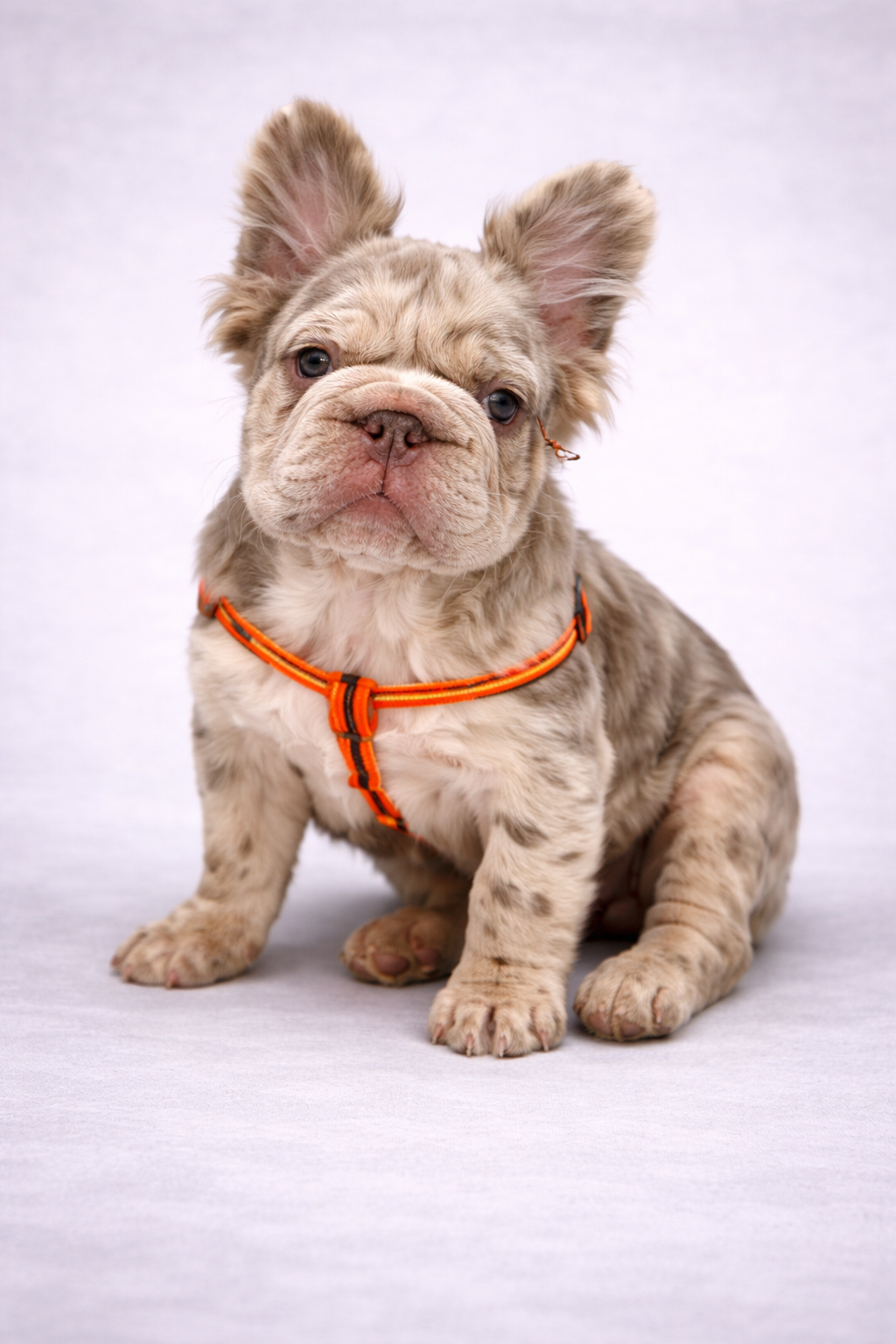 BULLDOG FRANCES BIG ROPE