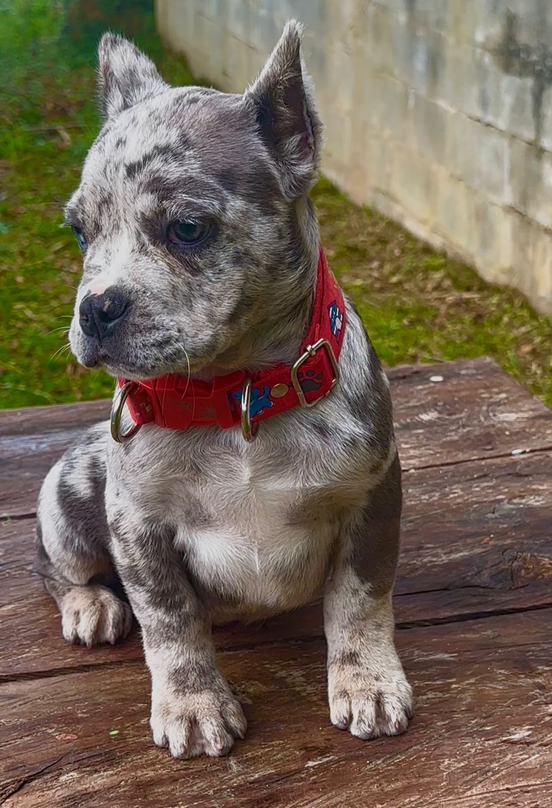 CACHORRO AMERICAN BULLY
