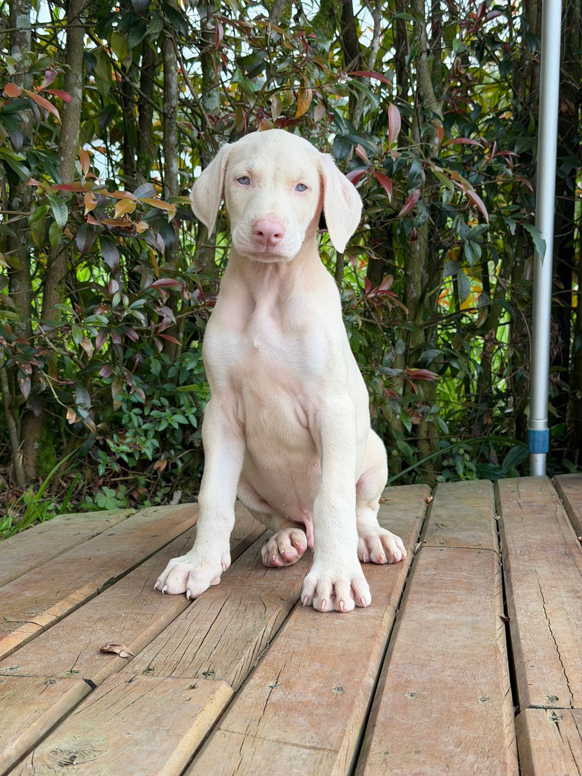 CACHORRO DOBERMAN ALBINO