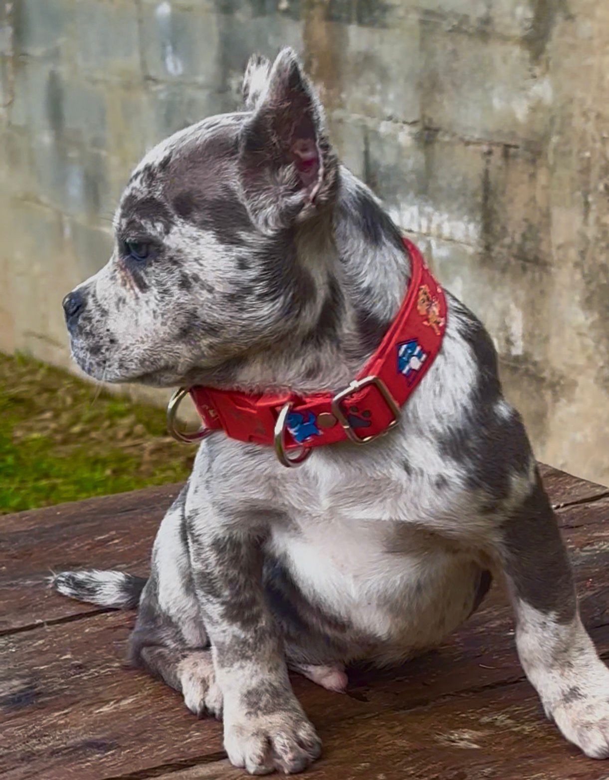 CACHORRO AMERICAN BULLY