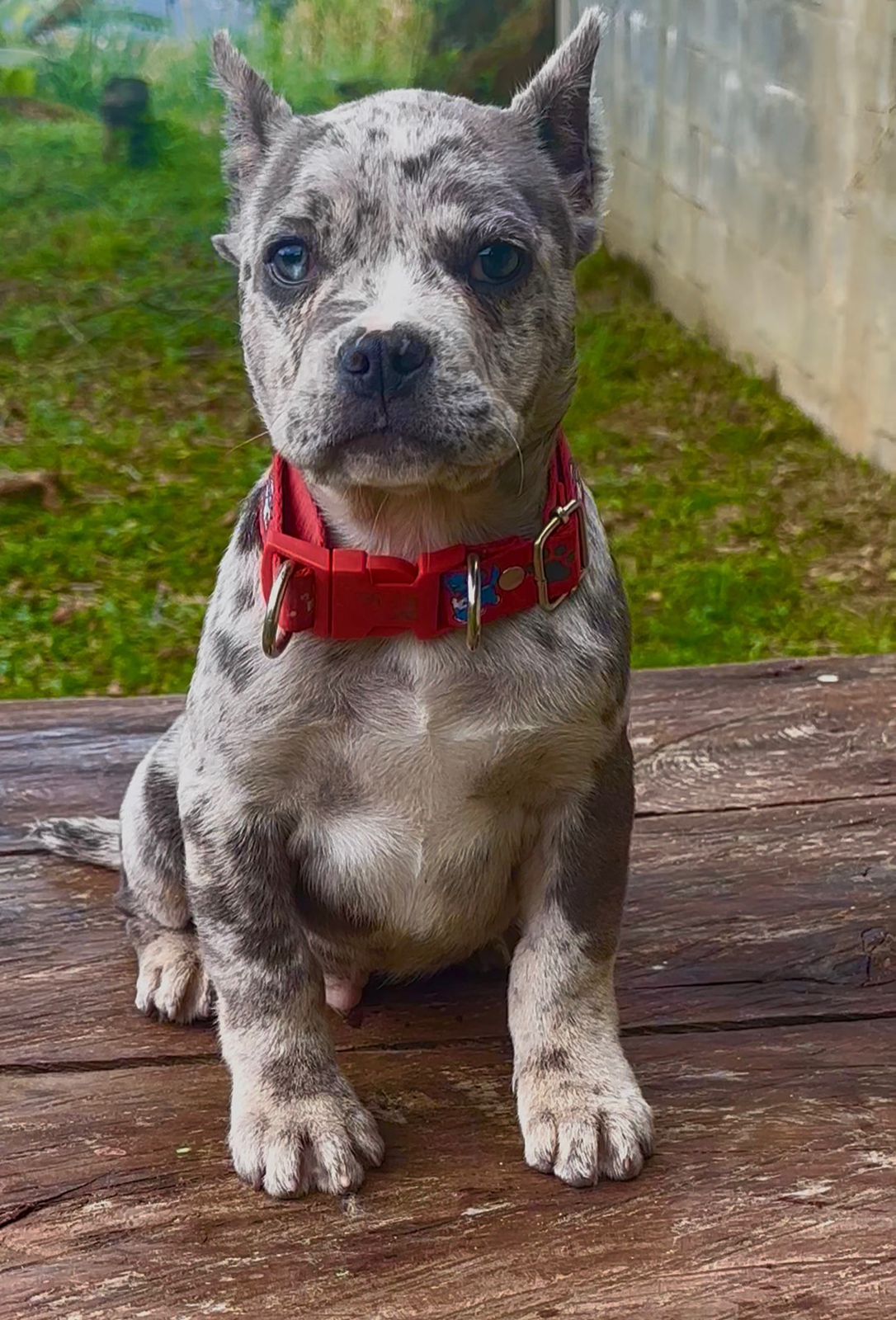 CACHORRO AMERICAN BULLY