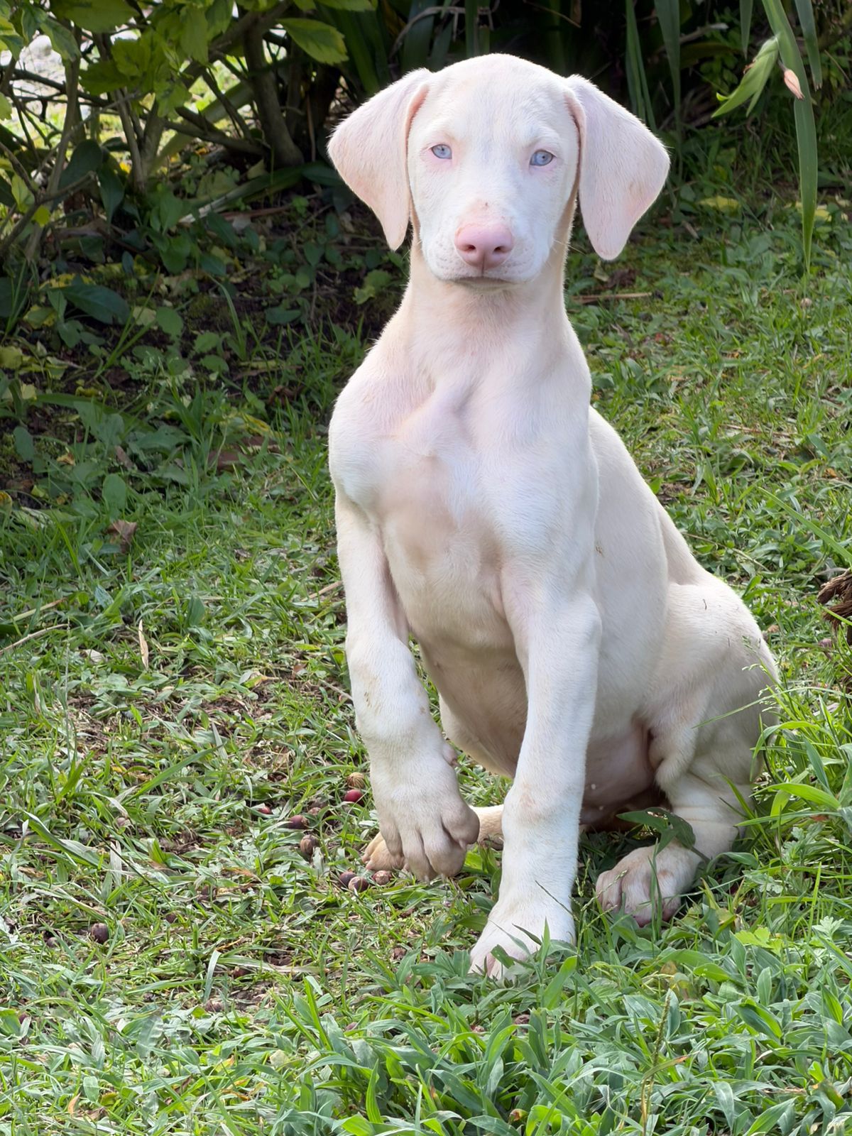 CACHORRO DOBERMAN ALBINO