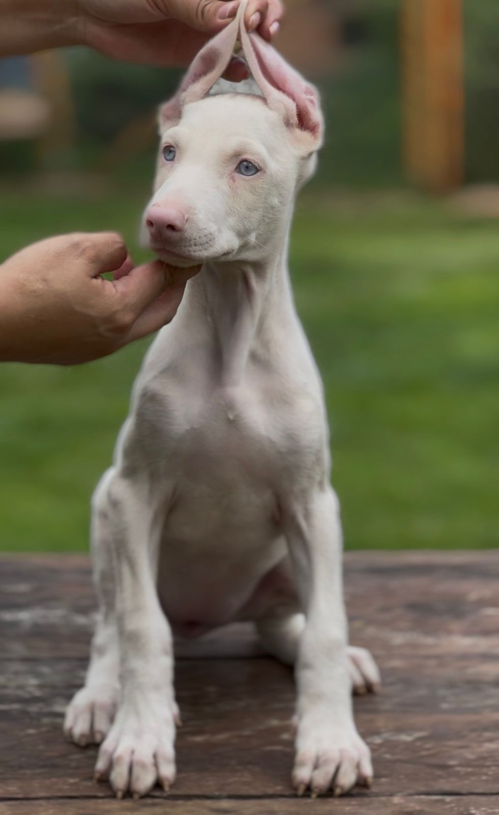 CACHORRO DOBERMAN PINK