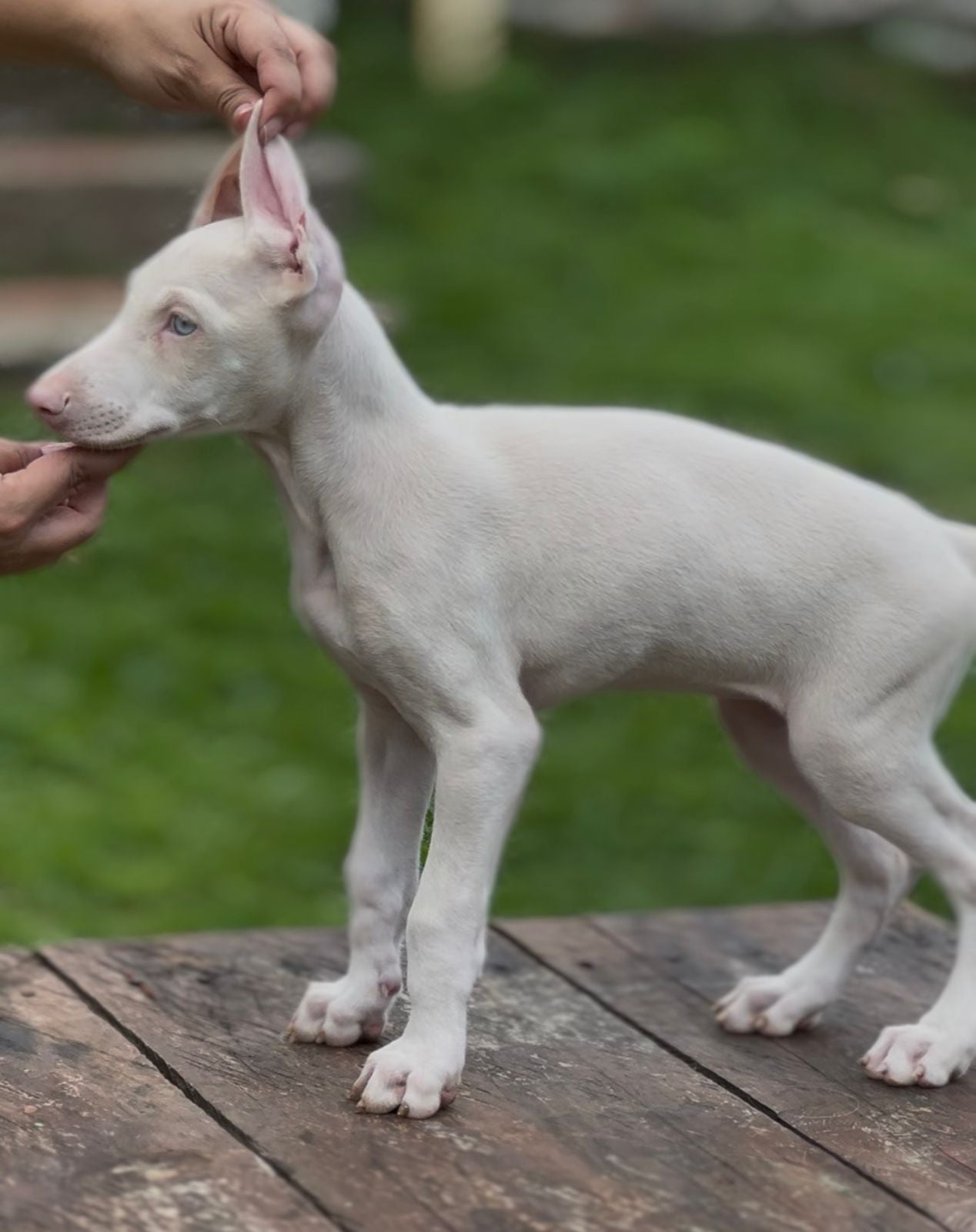 CACHORRO DOBERMAN PINK