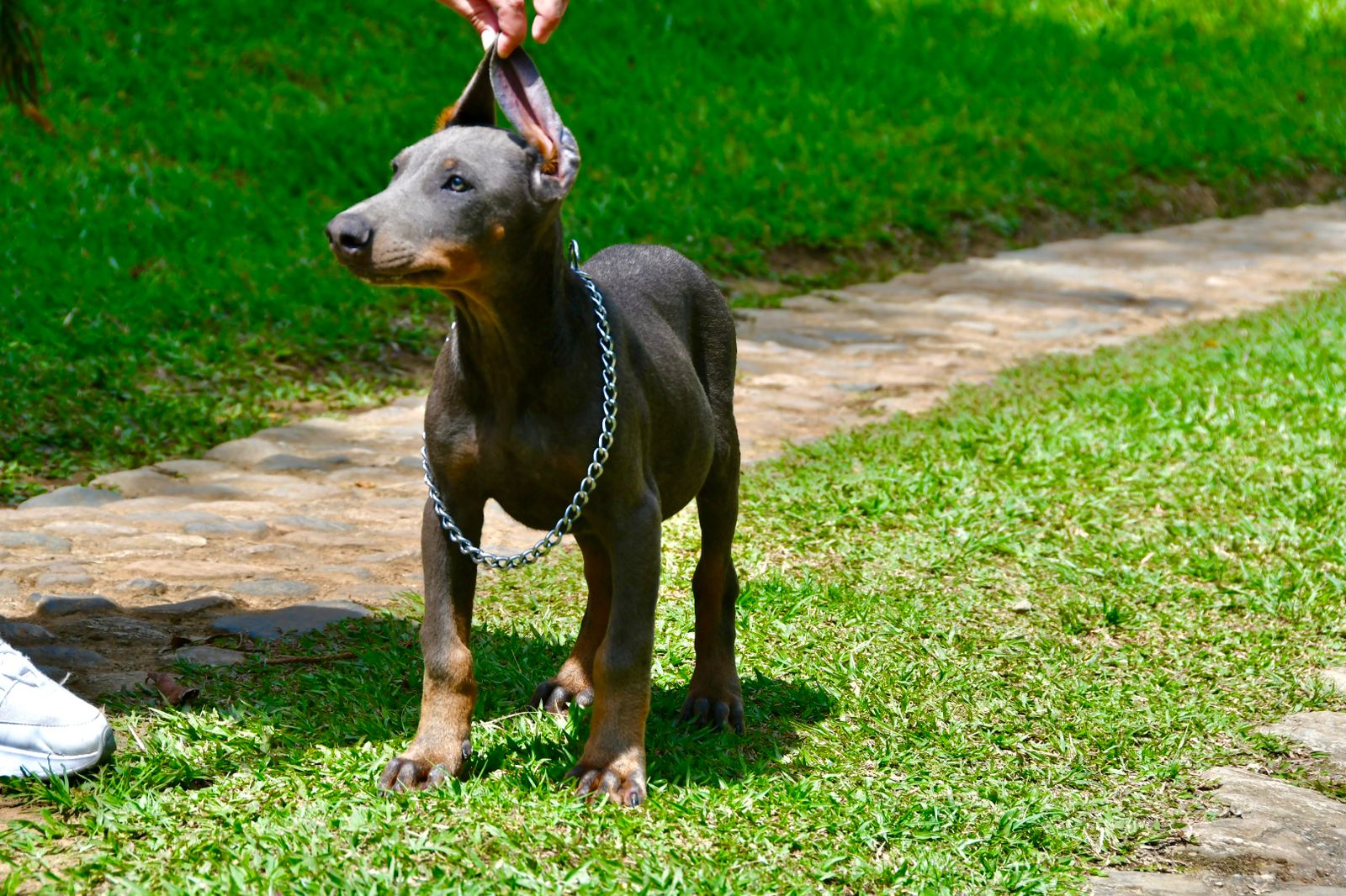 CACHORRO DOBERMAN BLUE