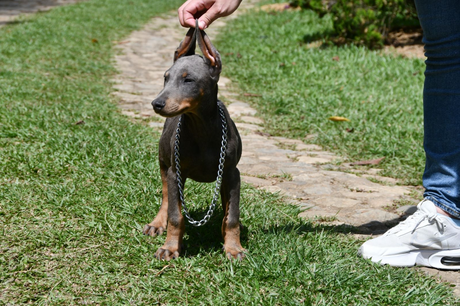 CACHORRO DOBERMAN BLUE