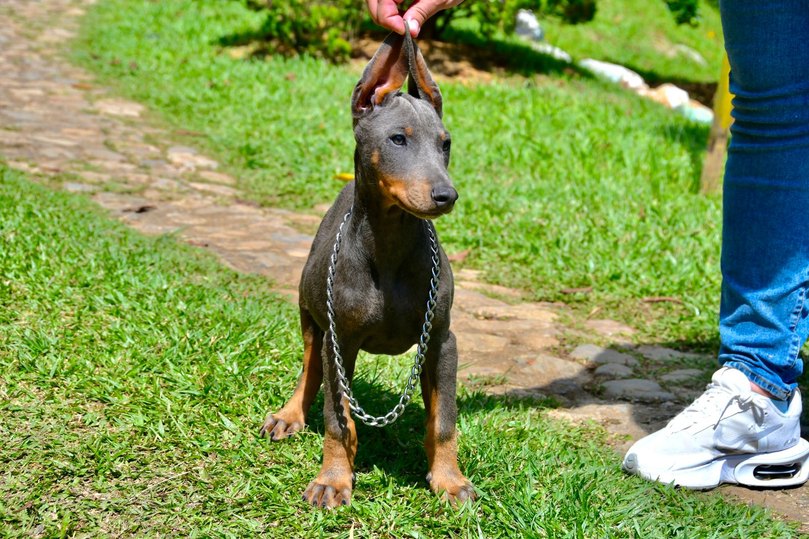 CACHORRO DOBERMAN BLUE