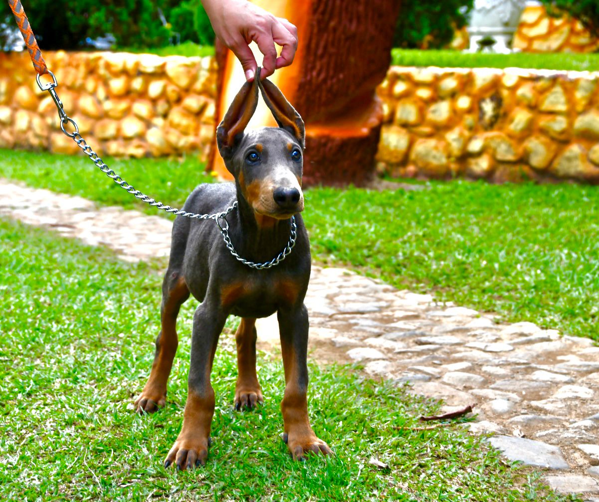 CACHORRO DOBERMAN BLUE