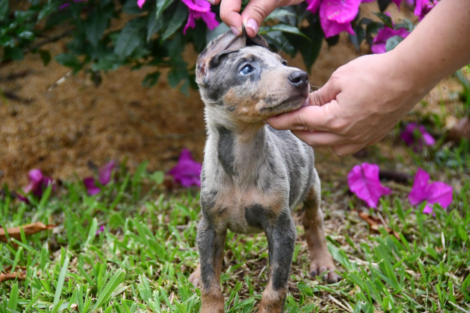 CACHORRO DOBERMAN MERLE