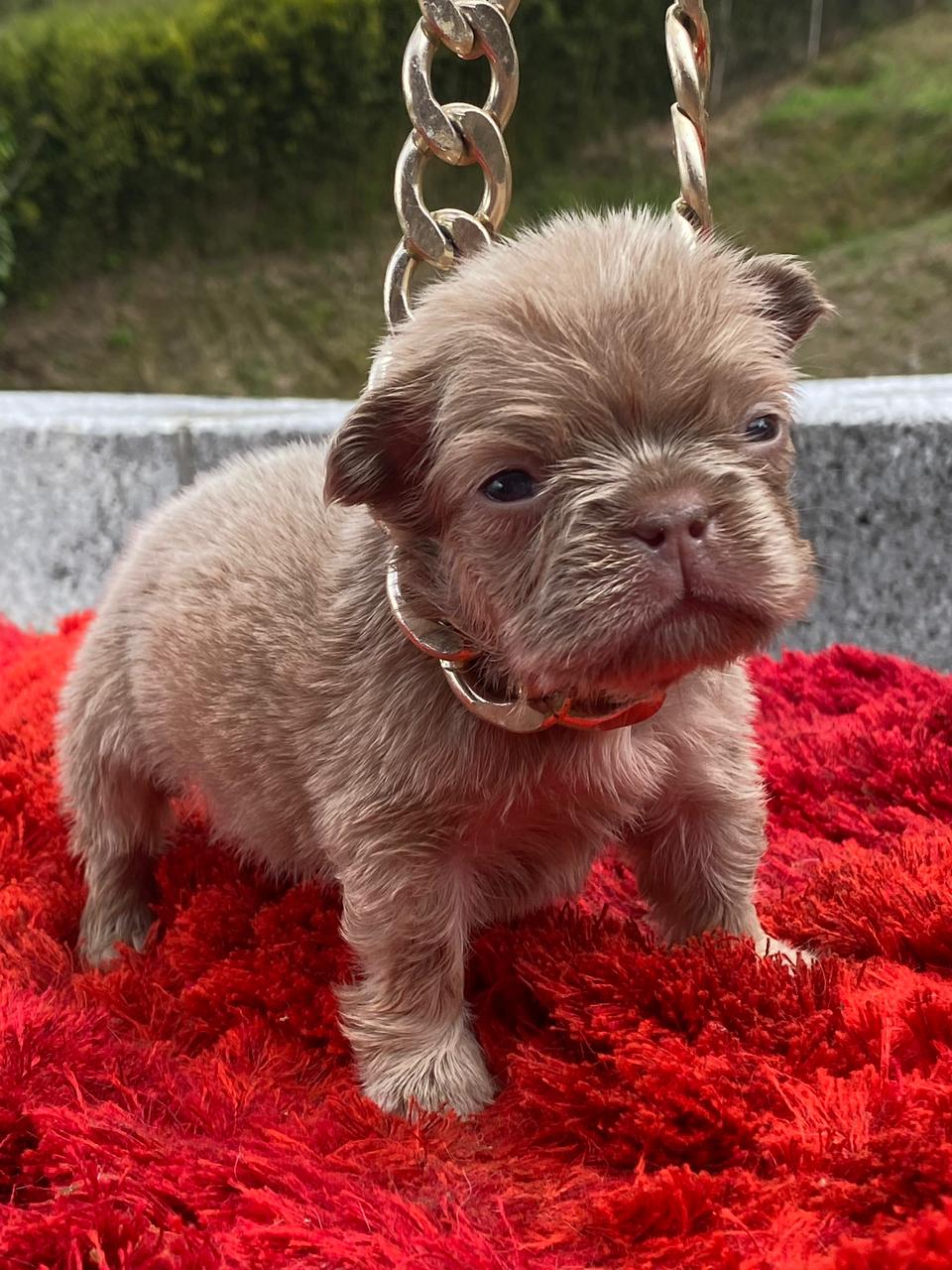 CACHORRO BULLDOG FRANCES FLUFFY