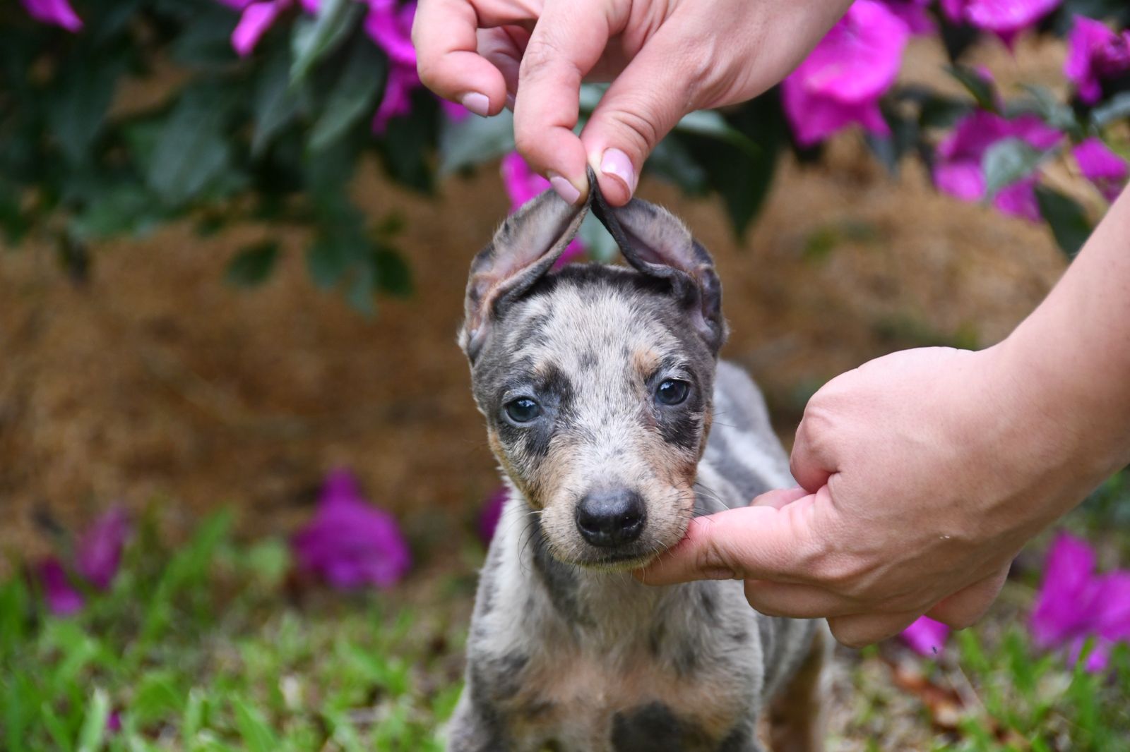 CACHORRO DOBERMAN MERLE