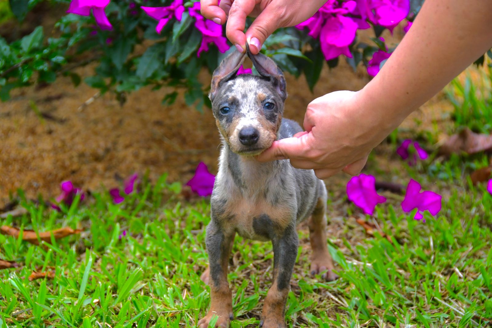 CACHORRO DOBERMAN MERLE