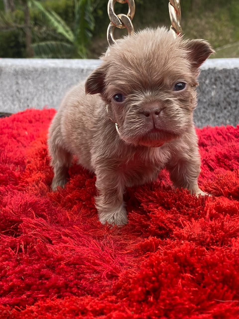 CACHORRO BULLDOG FRANCES FLUFFY