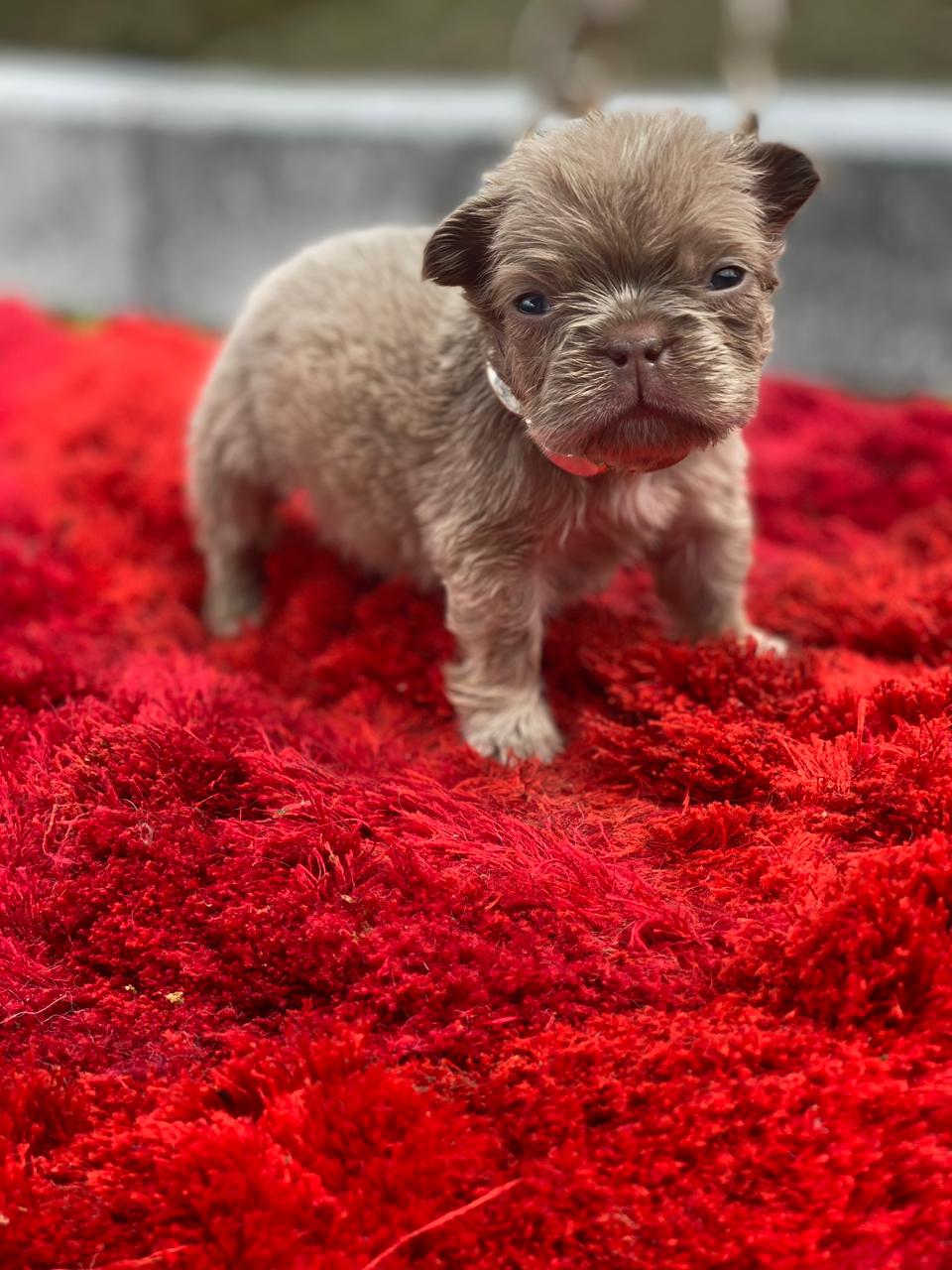 CACHORRO BULLDOG FRANCES FLUFFY