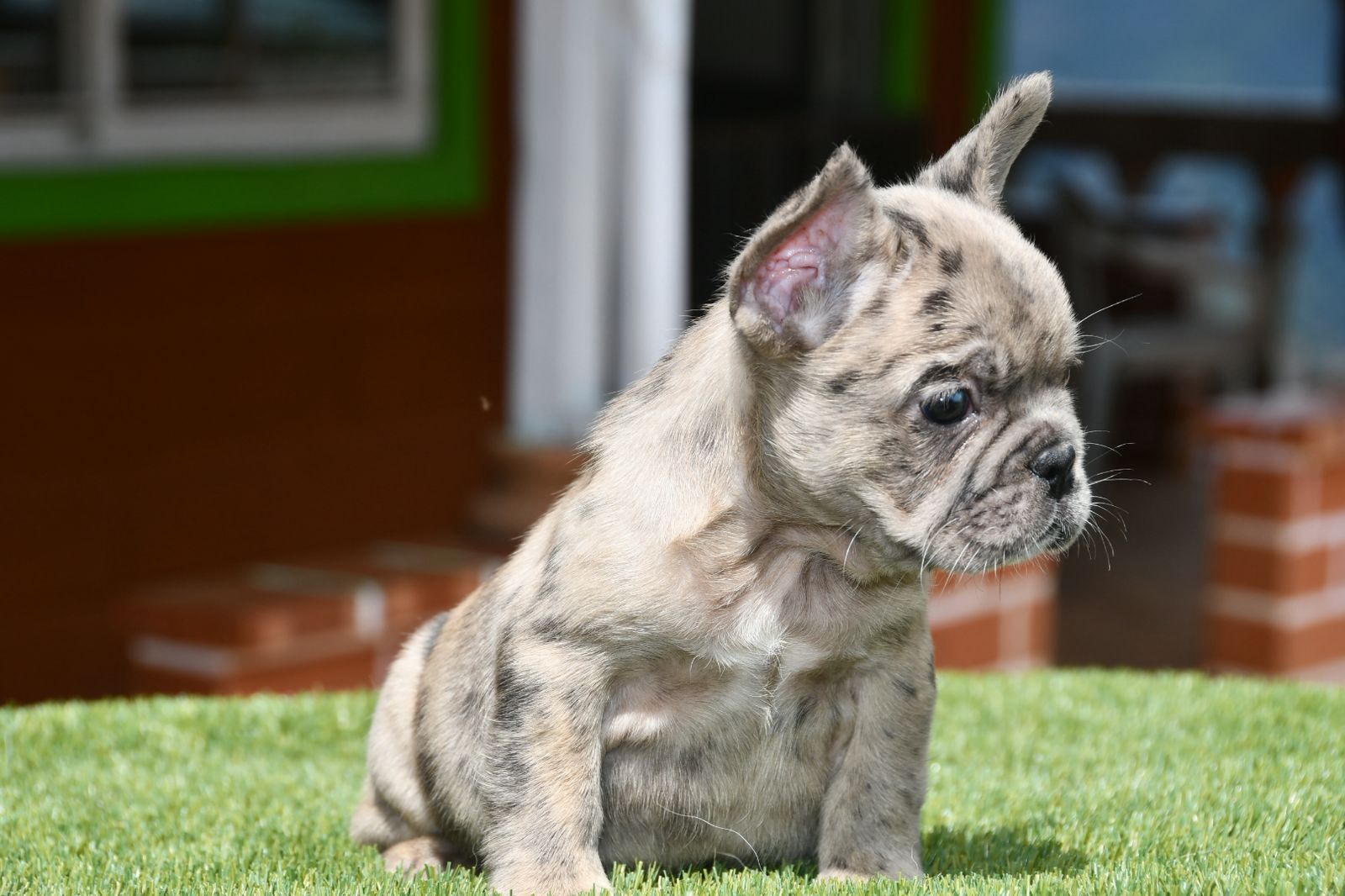 cachorro bulldog frances