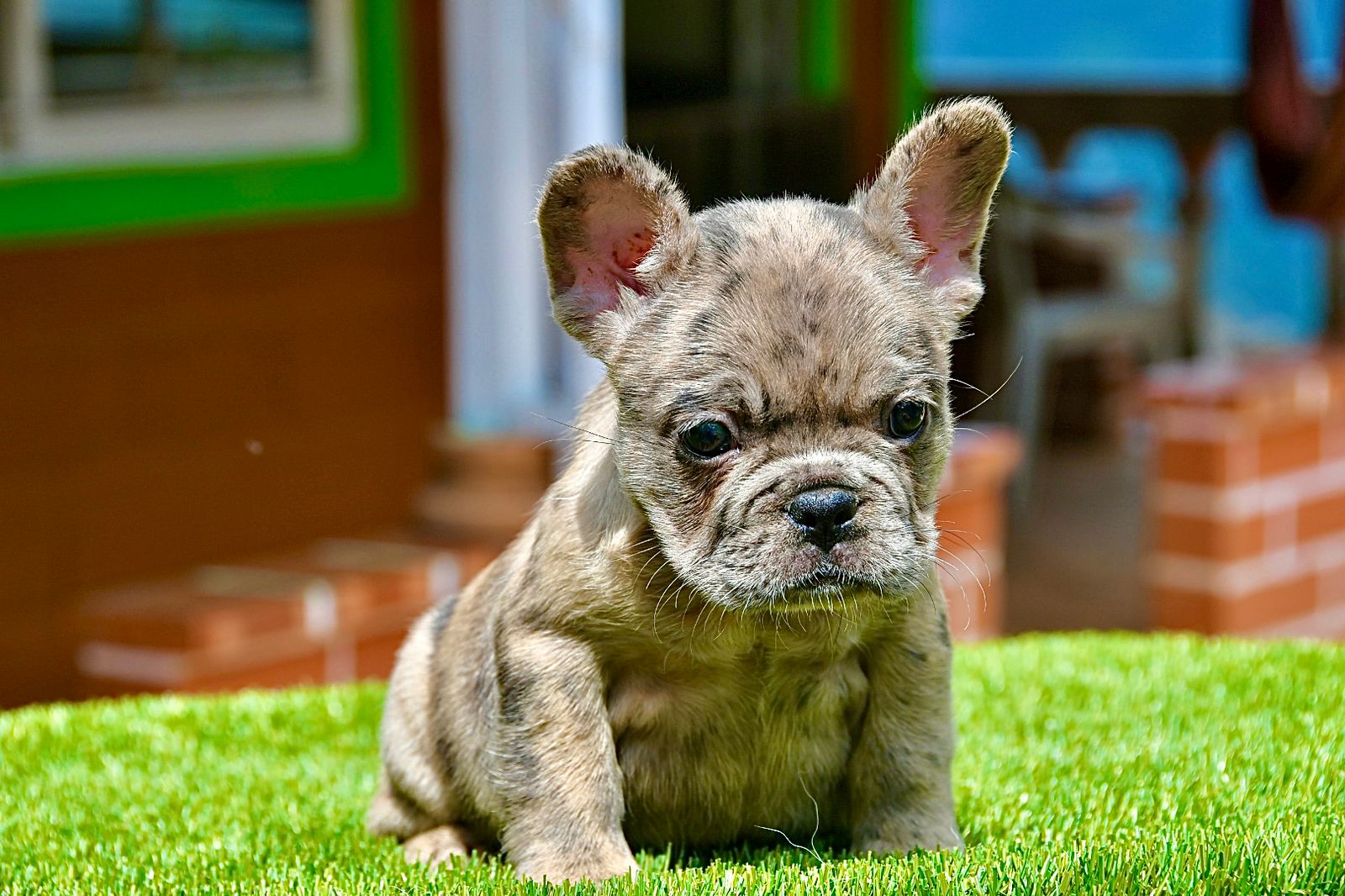 cachorro bulldog frances