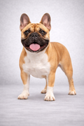 BULLDOG FRANCES