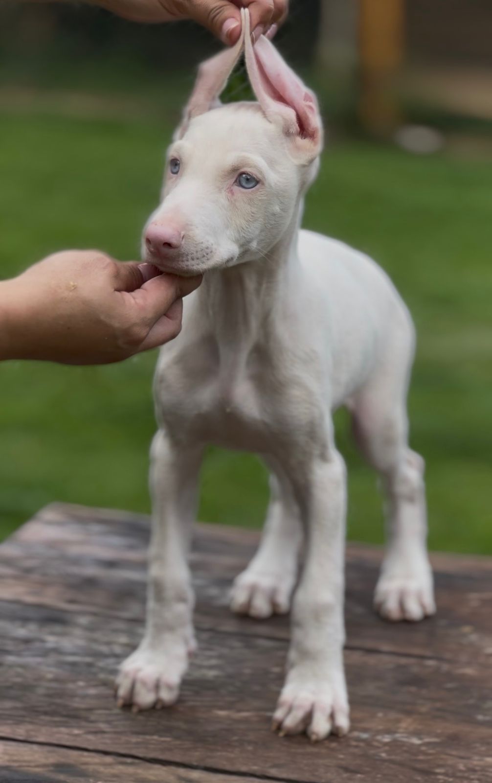 doberman pink(albino)