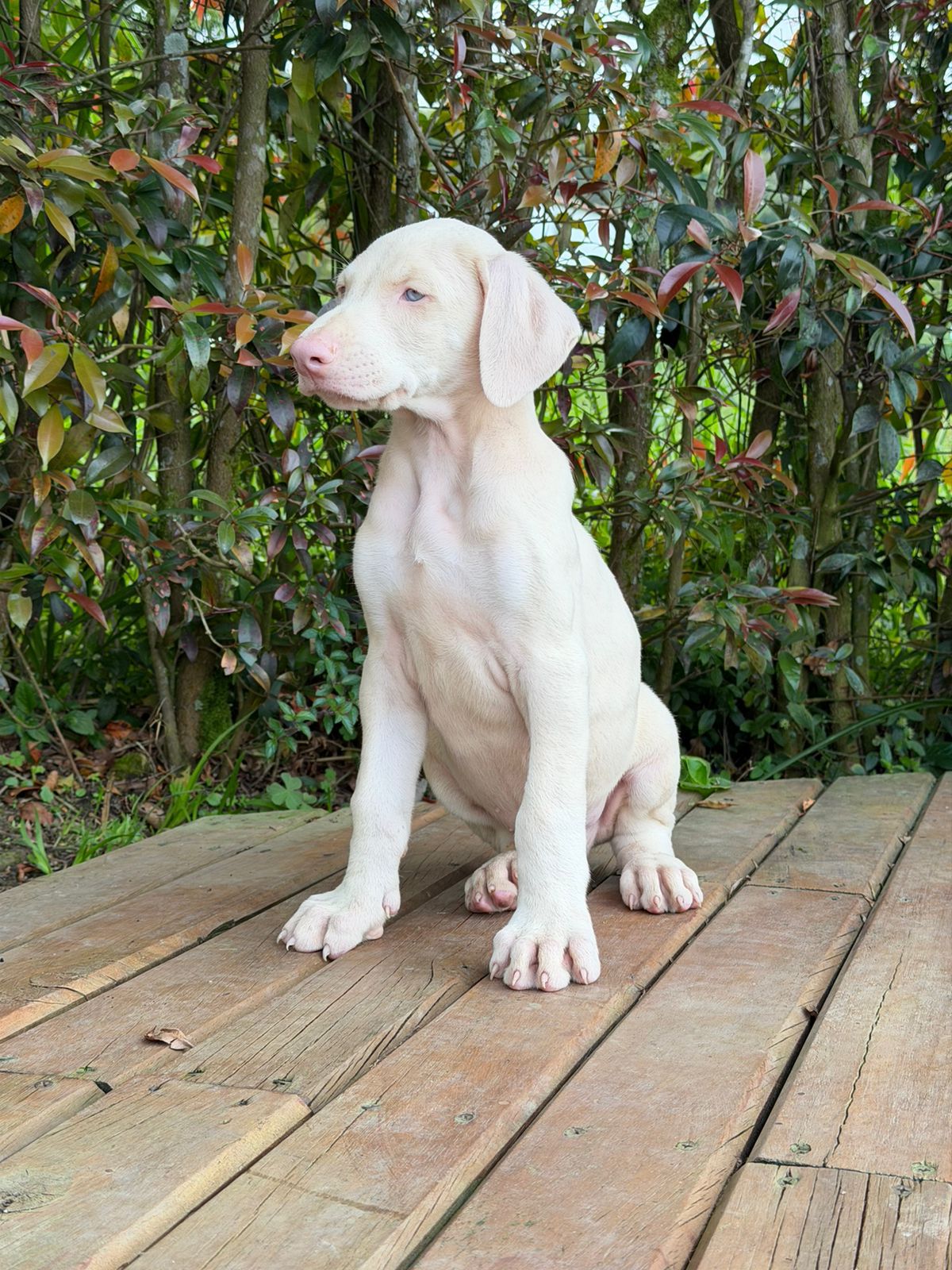 CACHORRO DOBERMAN ALBINO