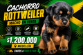 macho rottweiler