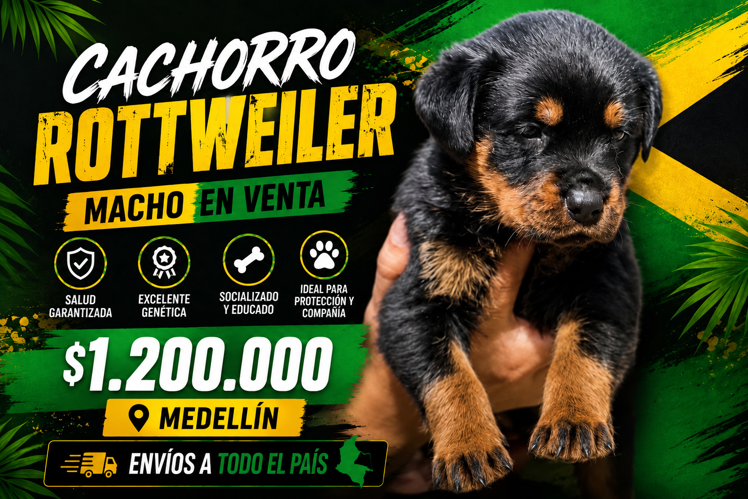 macho rottweiler