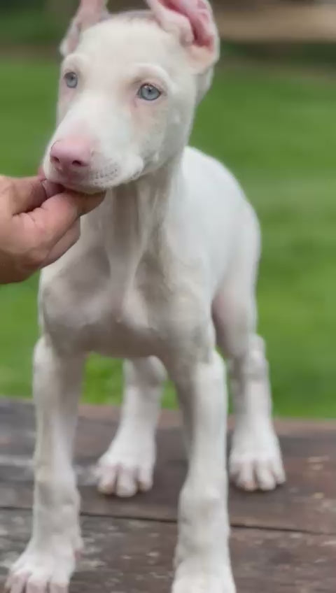 CACHORRO DOBERMAN PINK