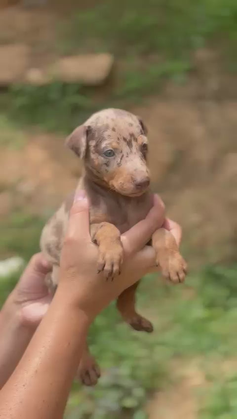 CACHORRA DOBERMAN CHOCOLATE MERLE