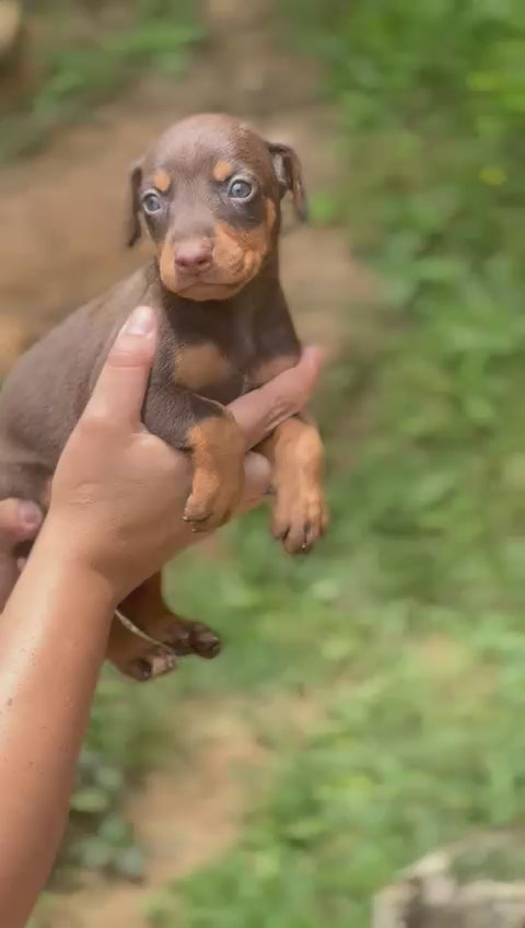 CACHORRA DOBERMAN CHOCOLATE